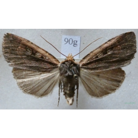 Eugraphe sigma (Denis & Schiffermüller, 1775) Czech90g